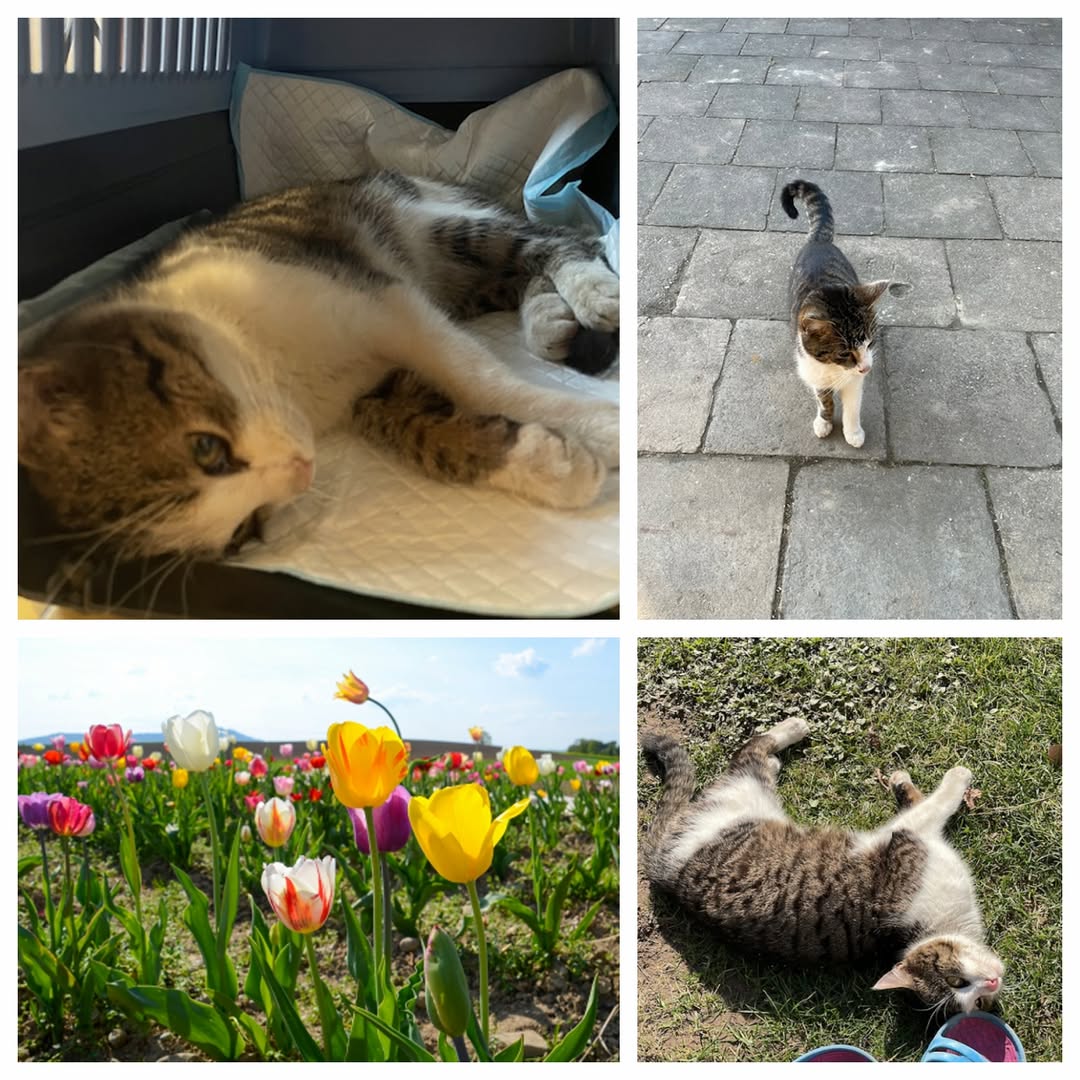 PROJEKT FELITI KASTRUJE – PŘÍBĚH č. 9918

Těší nás číst příběhy jako je tento od...