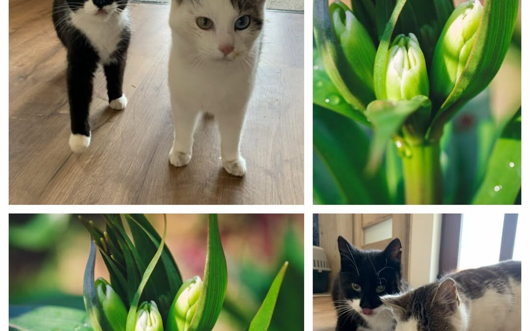 PROJEKT FELITI KASTRUJE – PŘÍBĚH č. 9919-9920

Ze Středočeského kraje se na nás …