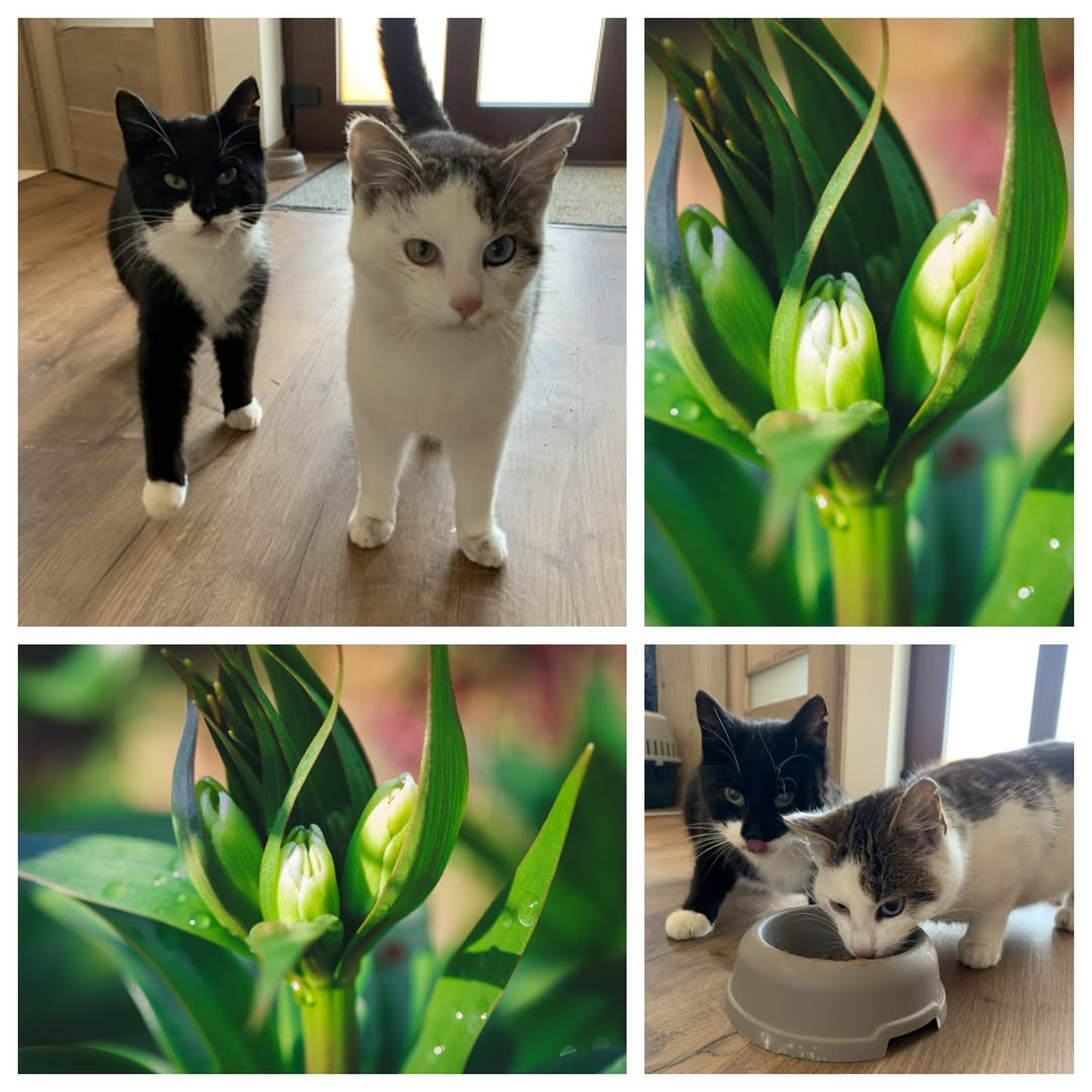 PROJEKT FELITI KASTRUJE – PŘÍBĚH č. 9919-9920

Ze Středočeského kraje se na nás ...