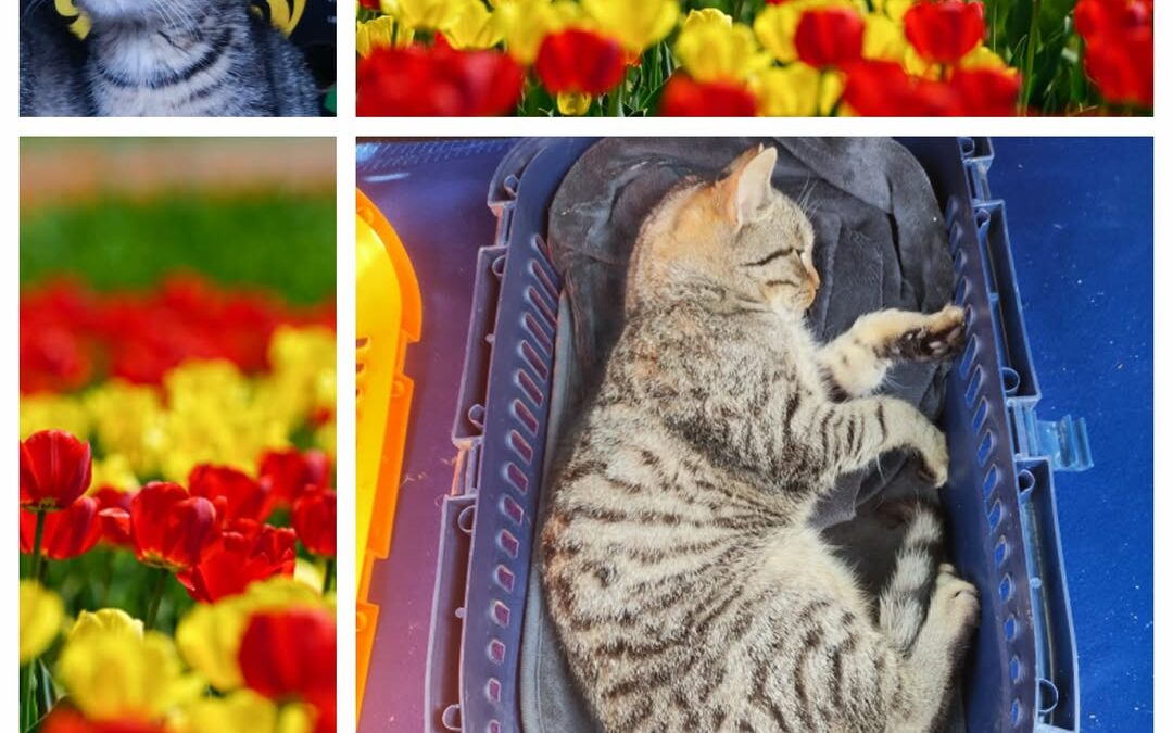 PROJEKT FELITI KASTRUJE – PŘÍBĚH č. 9921-9922

Tady se jedná o devítiměsíčního k…