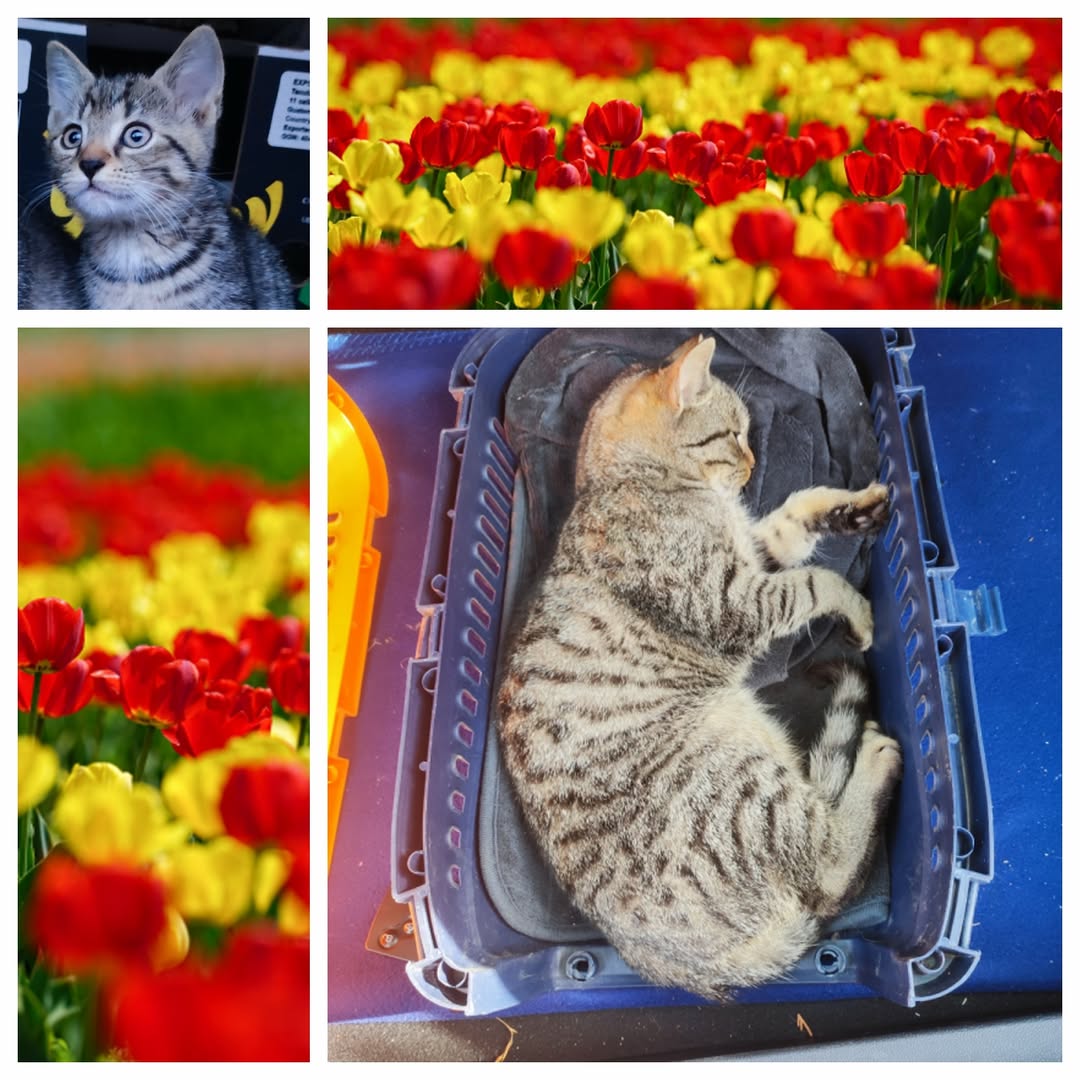 PROJEKT FELITI KASTRUJE – PŘÍBĚH č. 9921-9922

Tady se jedná o devítiměsíčního k...