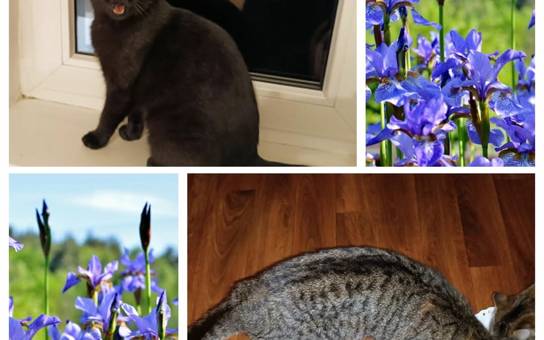 PROJEKT FELITI KASTRUJE – PŘÍBĚH č. 9922-9923

V únoru se na nás obrátil s žádos…