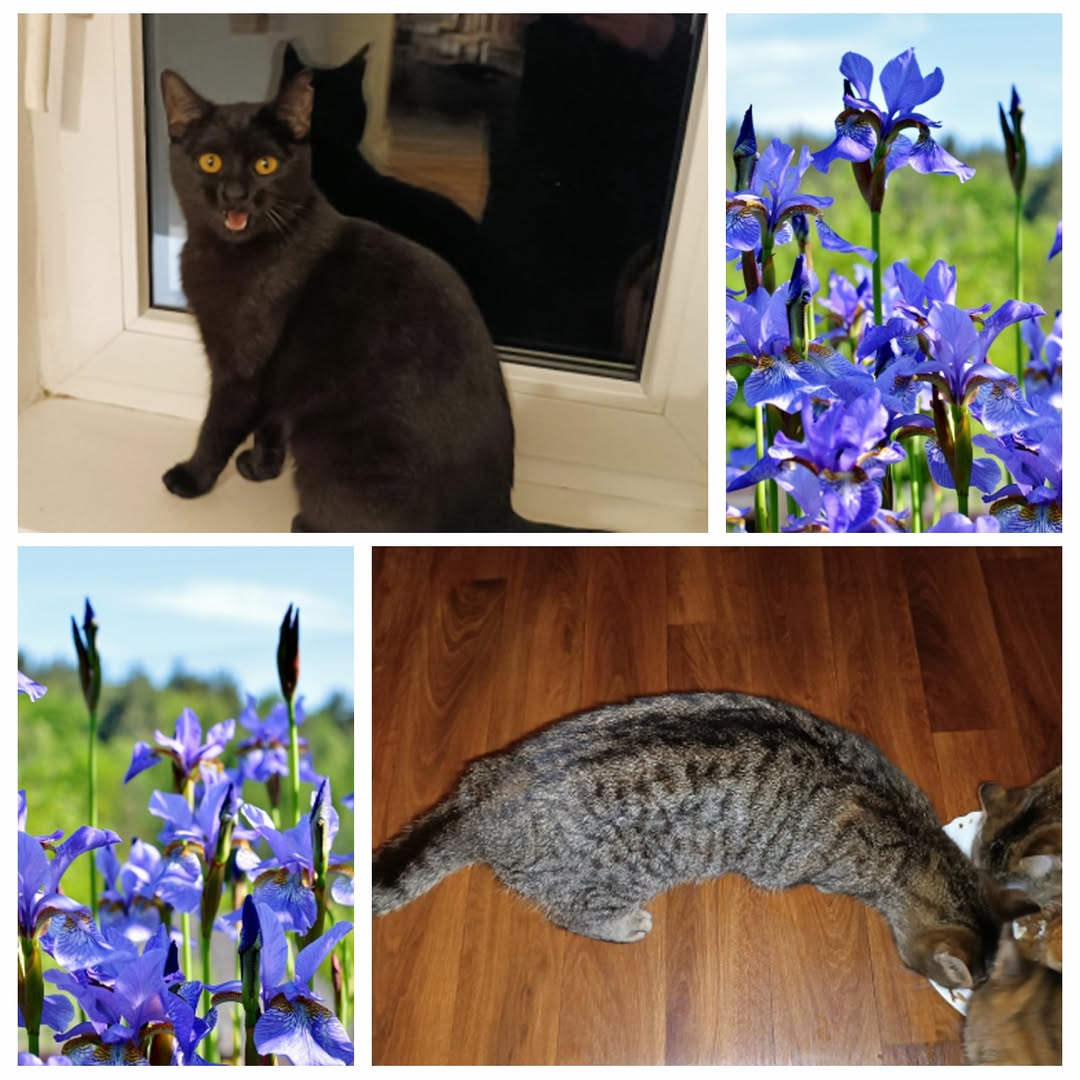 PROJEKT FELITI KASTRUJE – PŘÍBĚH č. 9922-9923

V únoru se na nás obrátil s žádos...