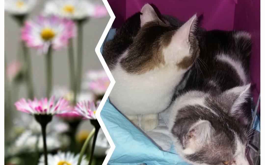 PROJEKT FELITI KASTRUJE – PŘÍBĚH č. 9927-9928

Vracíme se k příběh pana Jana z O…