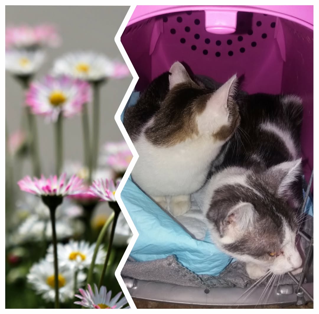 PROJEKT FELITI KASTRUJE – PŘÍBĚH č. 9927-9928

Vracíme se k příběh pana Jana z O...