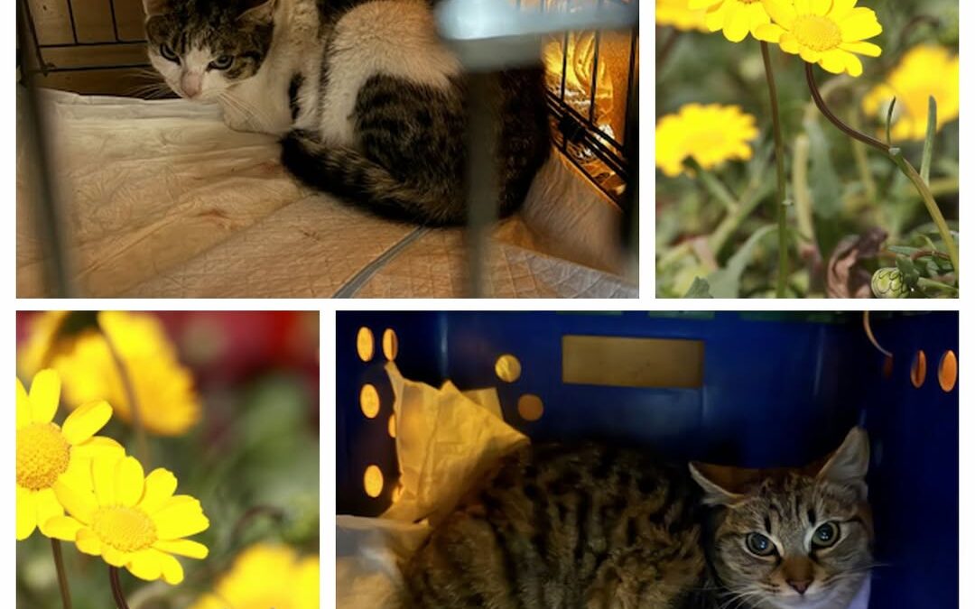 PROJEKT FELITI KASTRUJE – PŘÍBĚH č. 9929-9930

Po roce se na nás opět obrátila p…