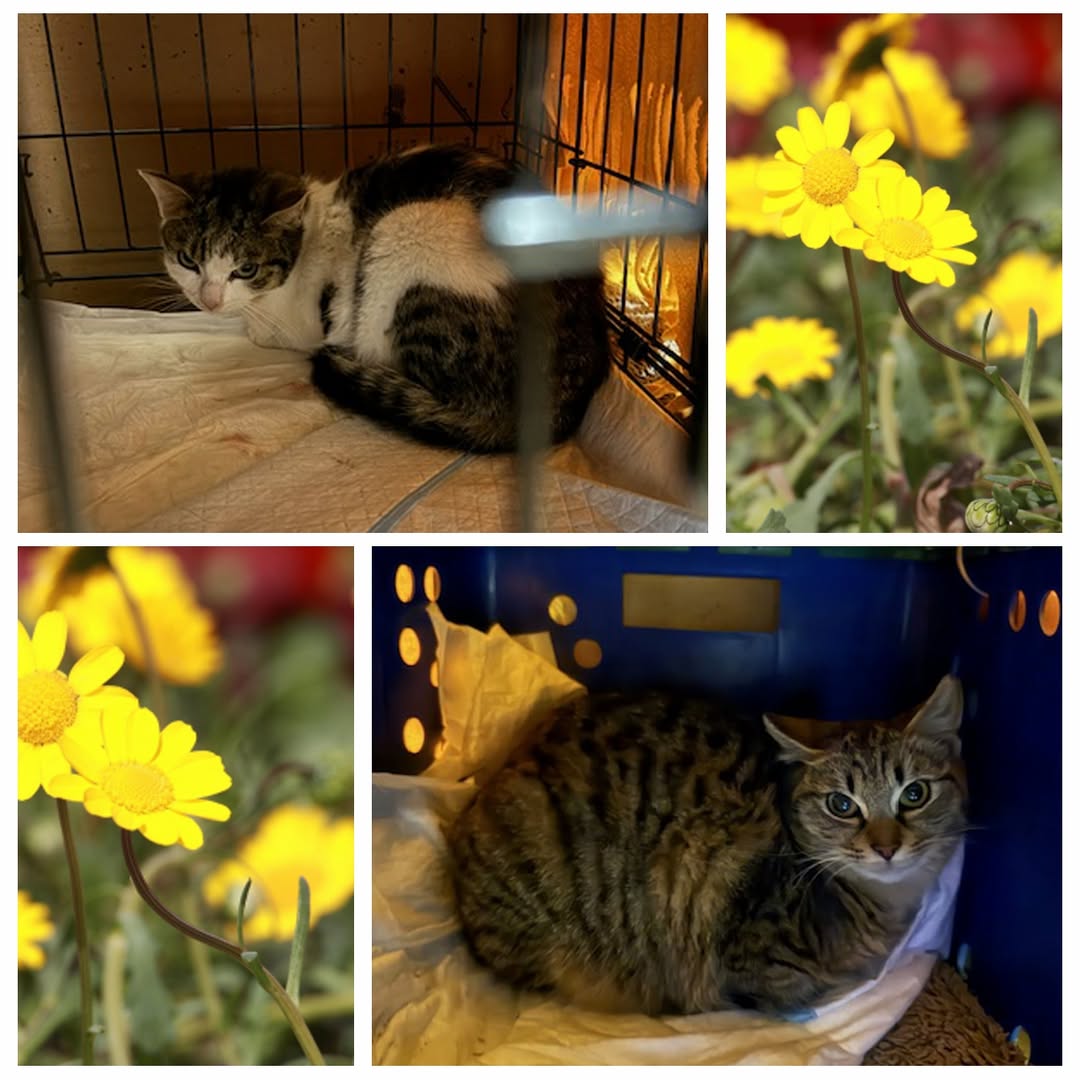 PROJEKT FELITI KASTRUJE – PŘÍBĚH č. 9929-9930

Po roce se na nás opět obrátila p...