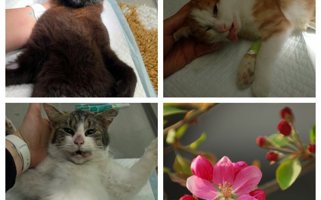 PROJEKT FELITI KASTRUJE – PŘÍBĚH č. 9931-9933

Příběh z Královéhradeckého kraje …