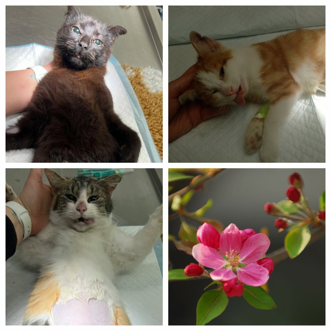 PROJEKT FELITI KASTRUJE – PŘÍBĚH č. 9931-9933

Příběh z Královéhradeckého kraje ...