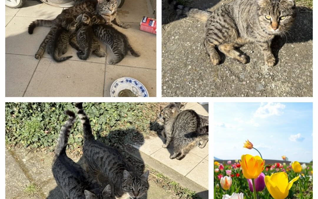 PROJEKT FELITI KASTRUJE – PŘÍBĚH č. 9934-9935

Vracíme se do Prahy 12 k panu Pet…