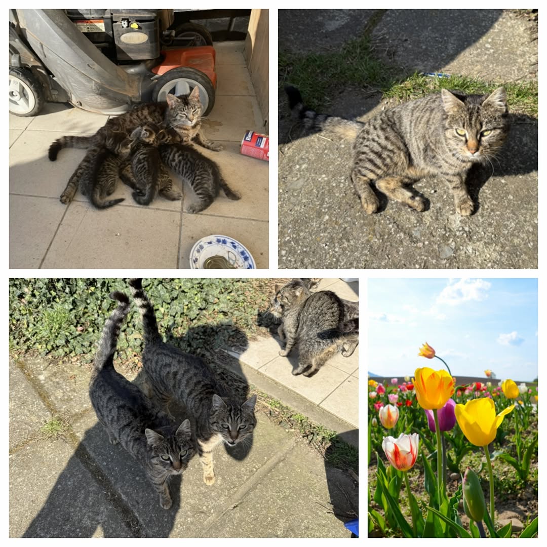 PROJEKT FELITI KASTRUJE – PŘÍBĚH č. 9934-9935

Vracíme se do Prahy 12 k panu Pet...