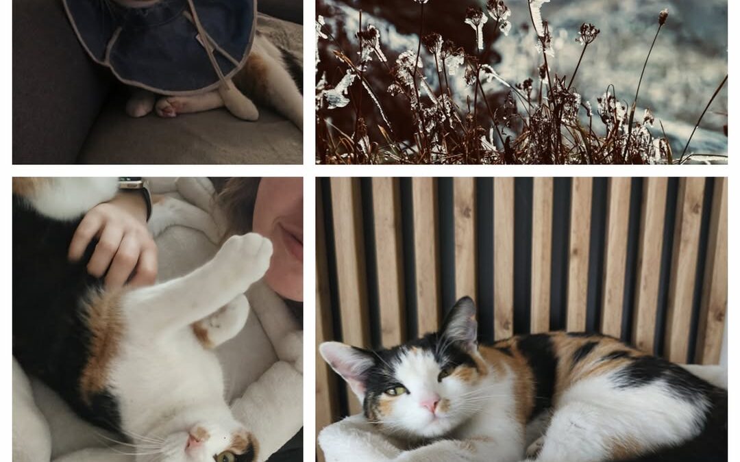 PROJEKT FELITI KASTRUJE – PŘÍBĚH č. 9936

Kočičku Bibi si paní Nikola vzala od p…