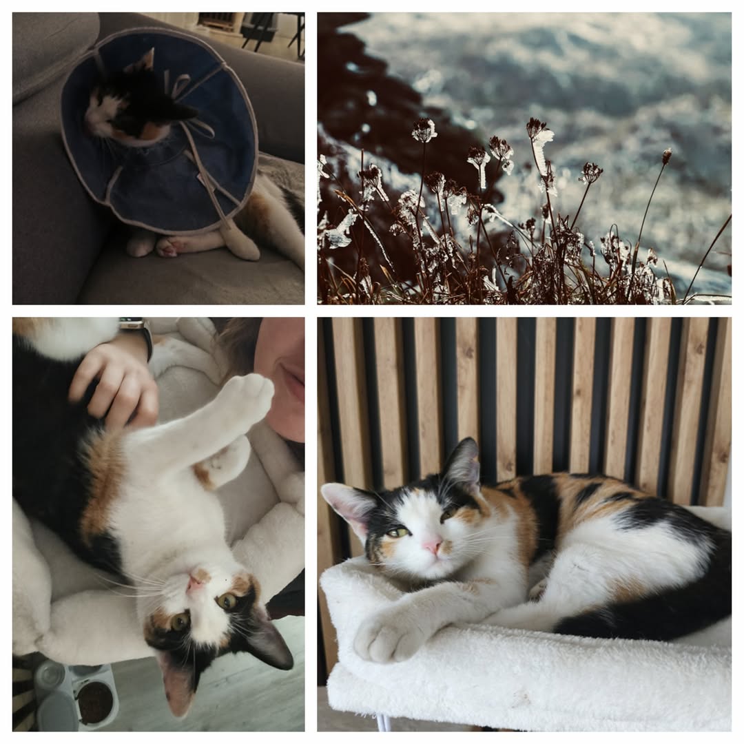 PROJEKT FELITI KASTRUJE – PŘÍBĚH č. 9936

Kočičku Bibi si paní Nikola vzala od p...