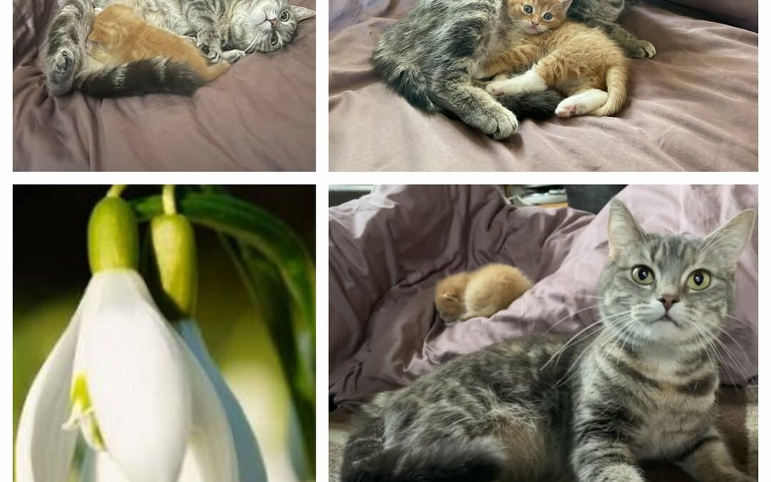 PROJEKT FELITI KASTRUJE – PŘÍBĚH č. 9937

Opět tu máme příběh z Prahy 12 od pana…