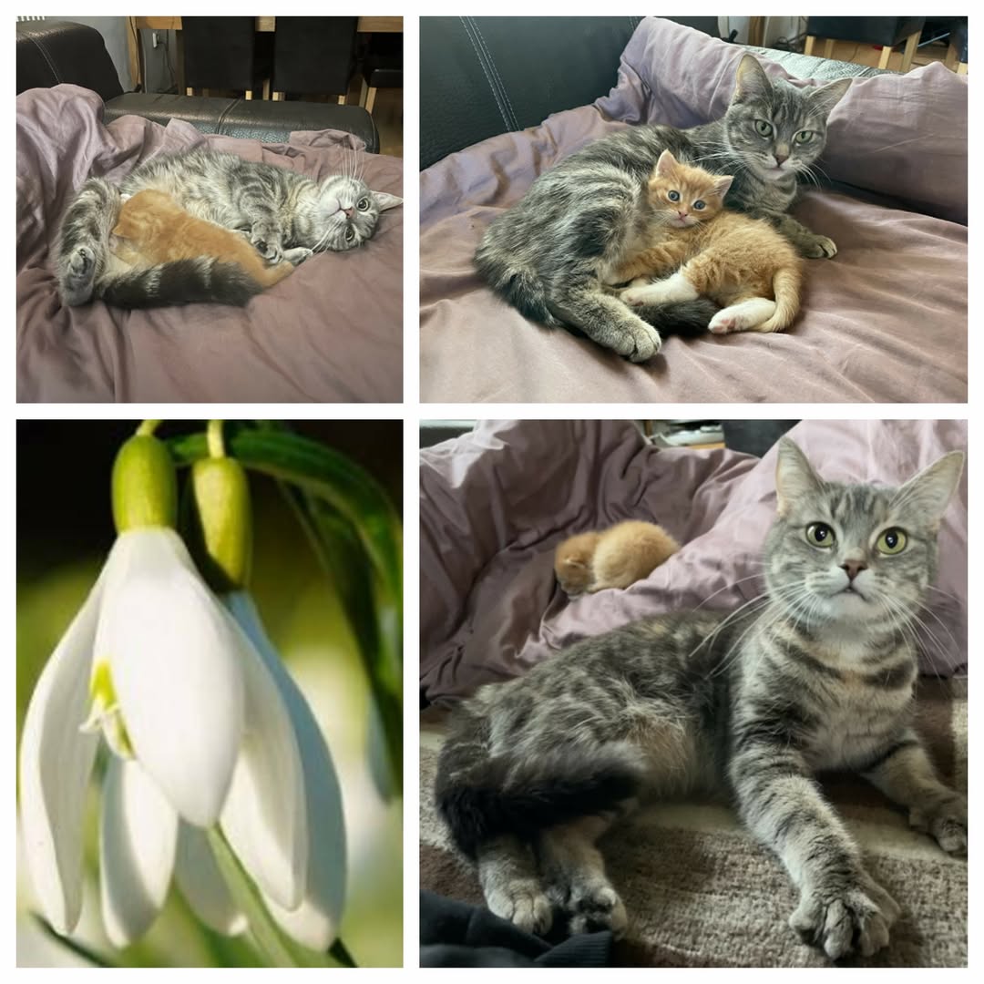 PROJEKT FELITI KASTRUJE – PŘÍBĚH č. 9937

Opět tu máme příběh z Prahy 12 od pana...