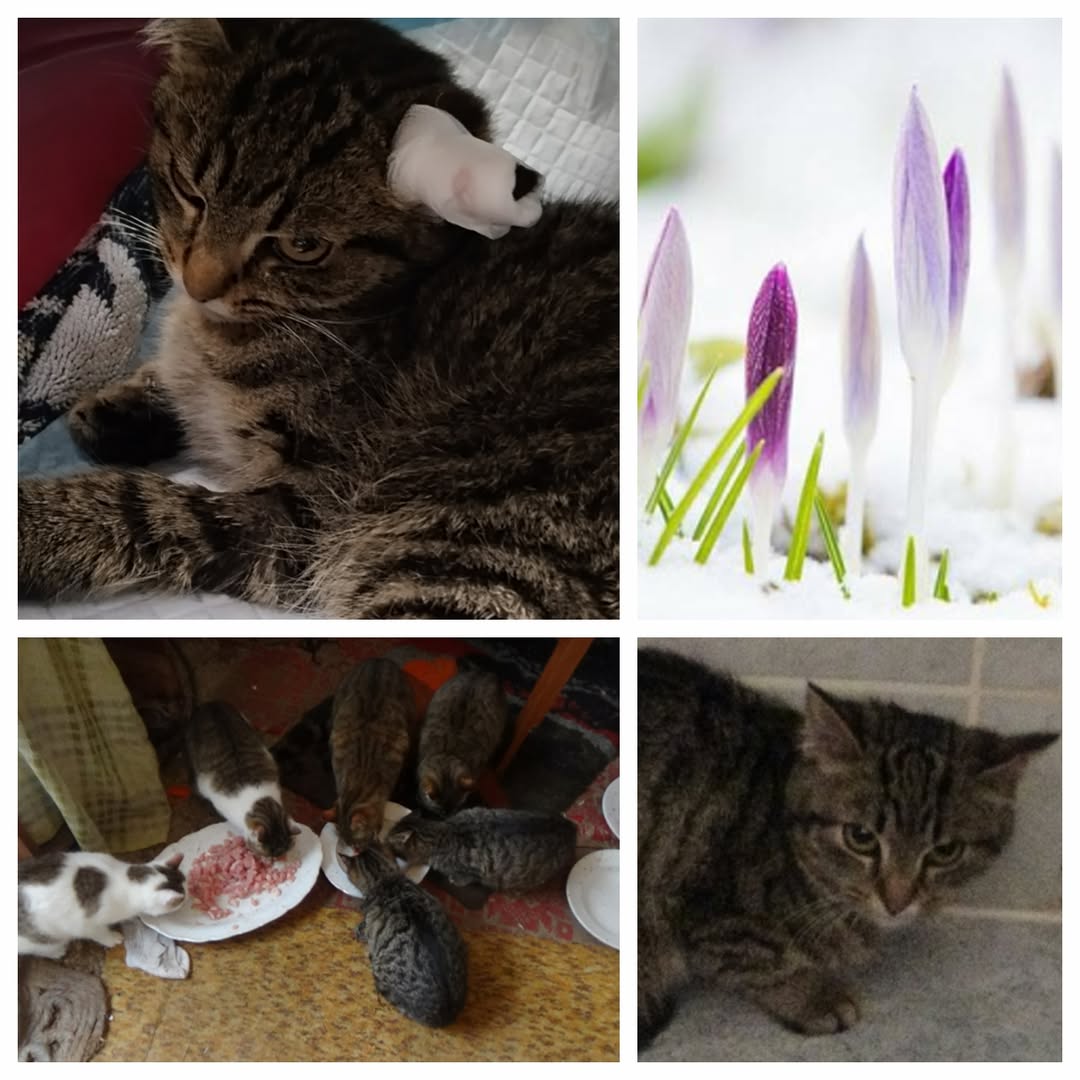 PROJEKT FELITI KASTRUJE – PŘÍBĚH č. 9938

V Praze ještě chvíli zůstaneme. Pan Ji...