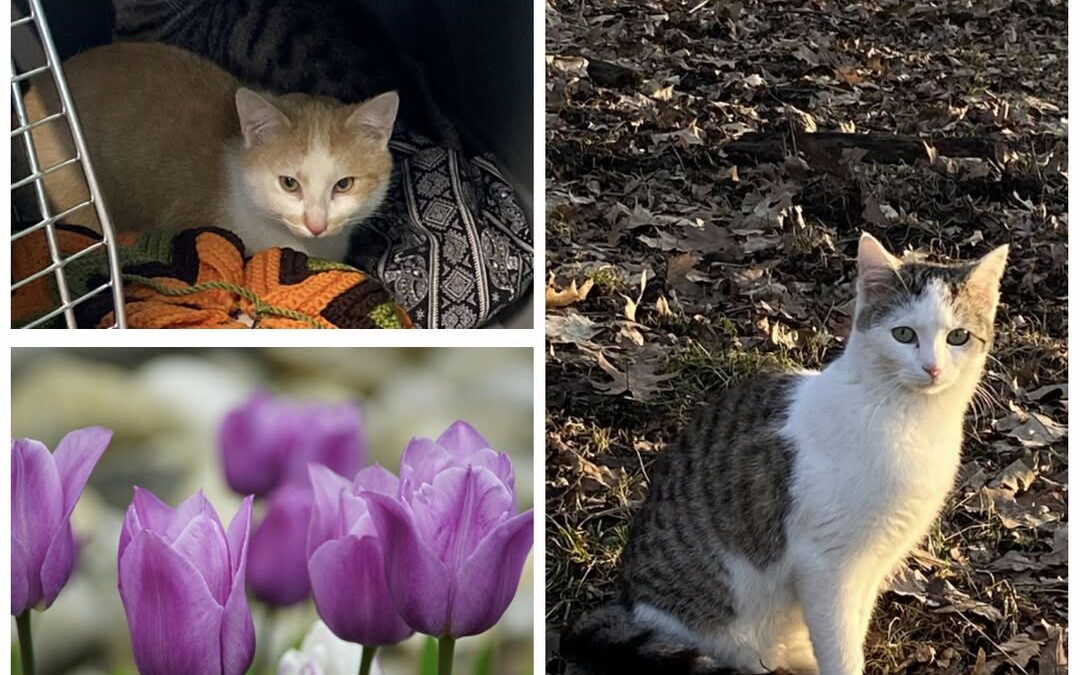 PROJEKT FELITI KASTRUJE – PŘÍBĚH č. 9939-9941

Sociálně slabší sousedé paní Kami…