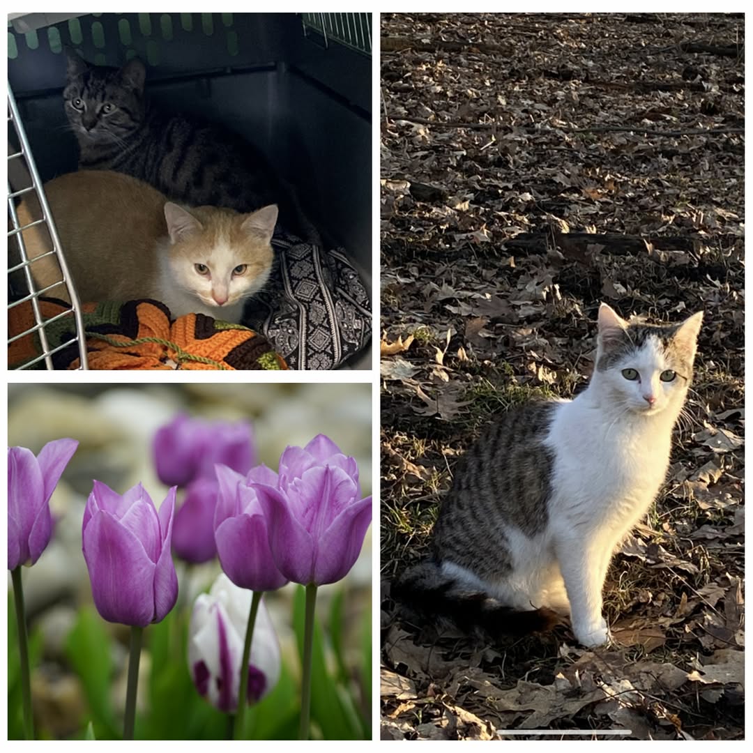 PROJEKT FELITI KASTRUJE – PŘÍBĚH č. 9939-9941

Sociálně slabší sousedé paní Kami...