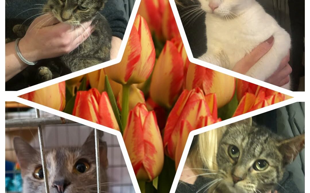 PROJEKT FELITI KASTRUJE – PŘÍBĚH č. 9942-9945

Už několik let krmí paní Radka to…