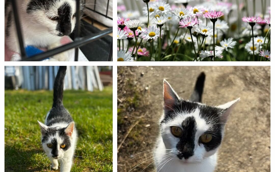 PROJEKT FELITI KASTRUJE – PŘÍBĚH č. 9946

V bývalé hospodářské budově, kterou má…