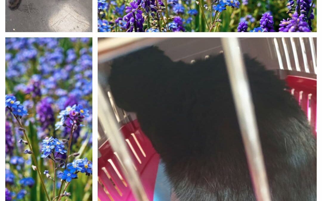 PROJEKT FELITI KASTRUJE – PŘÍBĚH č. 9947

Příběh paní Miroslavy nás zanese do čá…