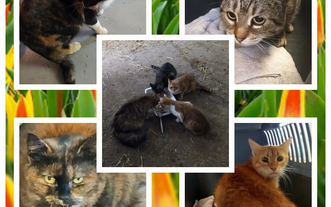 PROJEKT FELITI KASTRUJE – PŘÍBĚH č. 9948-9951

Za panem Vítem se vracíme do Stře…