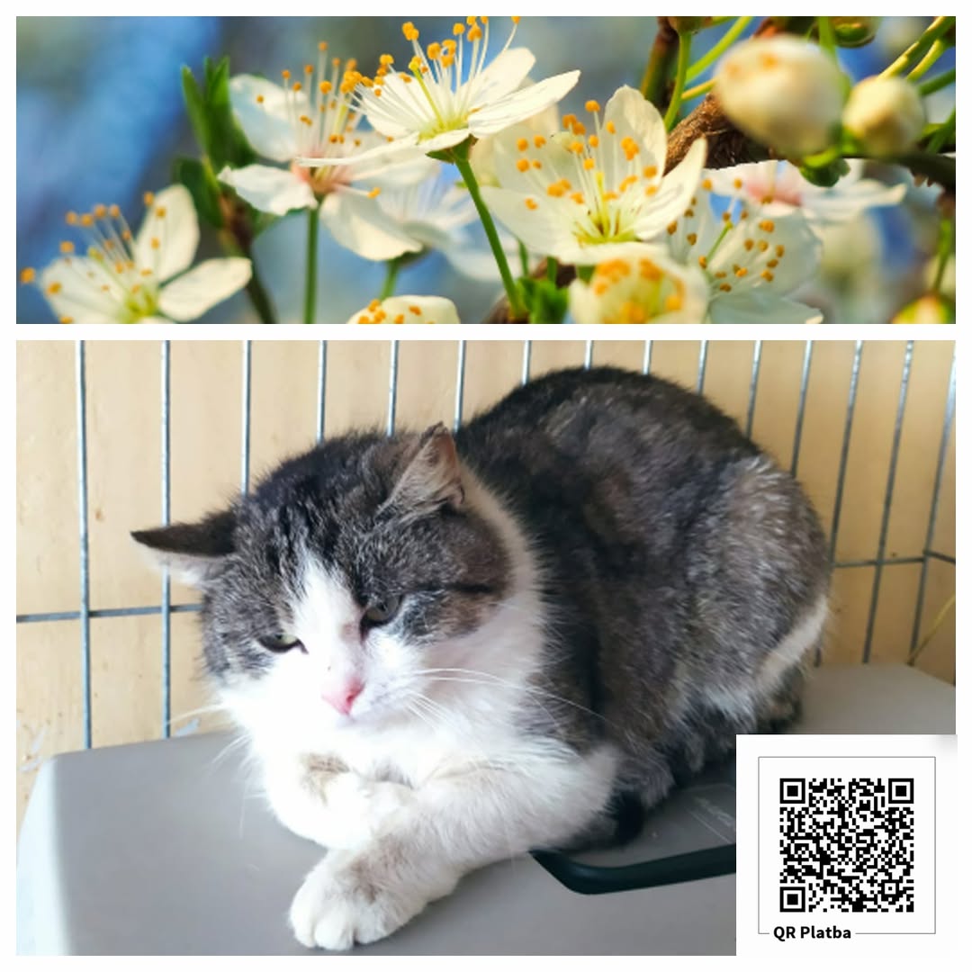 PROJEKT FELITI KASTRUJE – PŘÍBĚH č. 10 000

Tentokrát naše pomoc směřovala k pan...