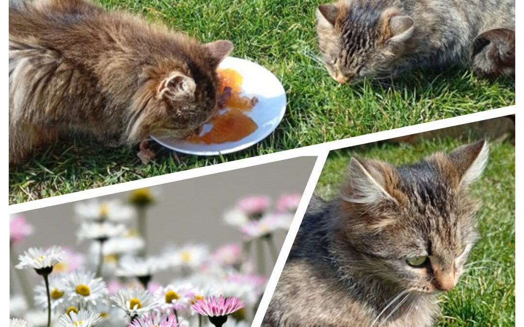 PROJEKT FELITI KASTRUJE – PŘÍBĚH č. 9952-9954

V minulém roce na podzim přišly n…