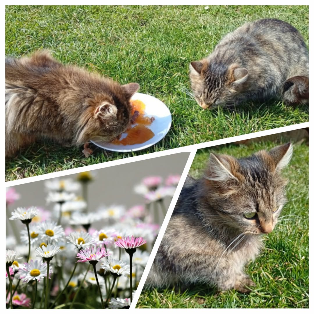 PROJEKT FELITI KASTRUJE – PŘÍBĚH č. 9952-9954

V minulém roce na podzim přišly n...