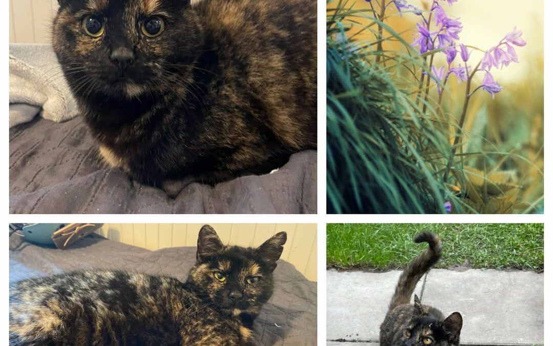 PROJEKT FELITI KASTRUJE – PŘÍBĚH č. 9955

Další příběh se vrací do Prahy, ale te…