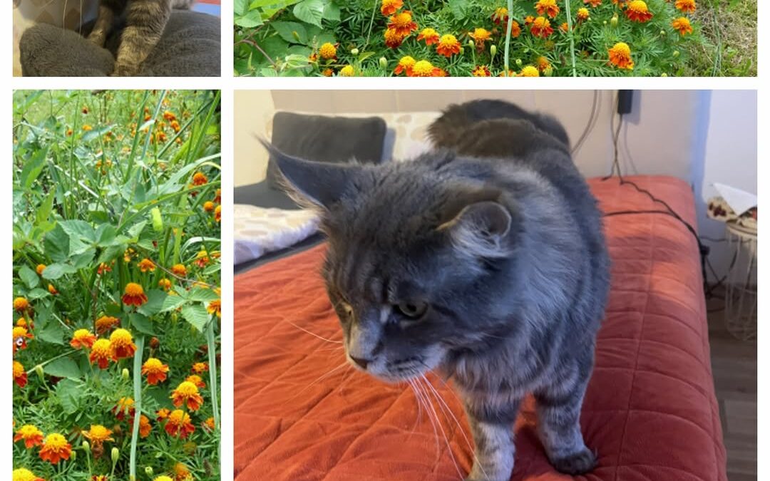 PROJEKT FELITI KASTRUJE – PŘÍBĚH č. 9956

Tohle je příběh paní Vladimíry z Králo…