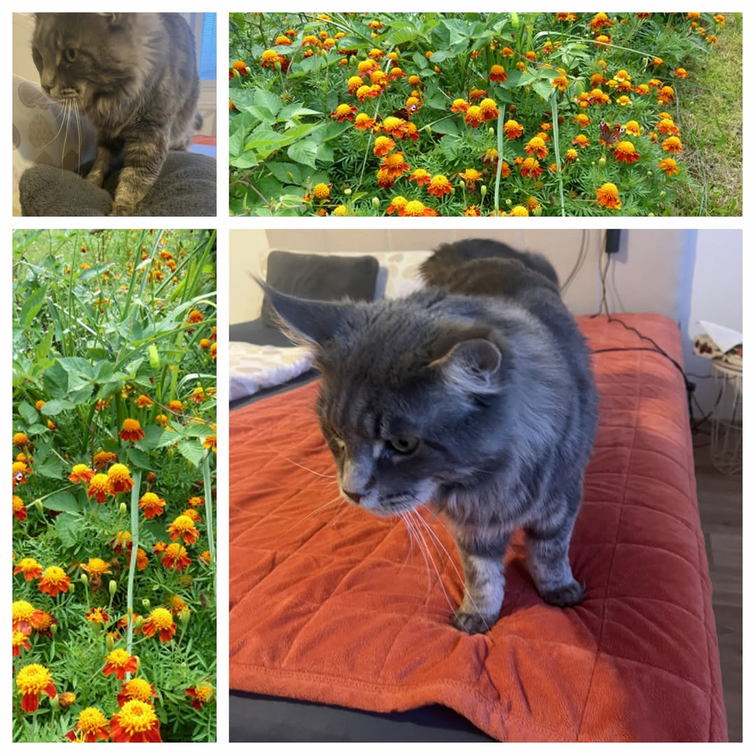 PROJEKT FELITI KASTRUJE – PŘÍBĚH č. 9956

Tohle je příběh paní Vladimíry z Králo...