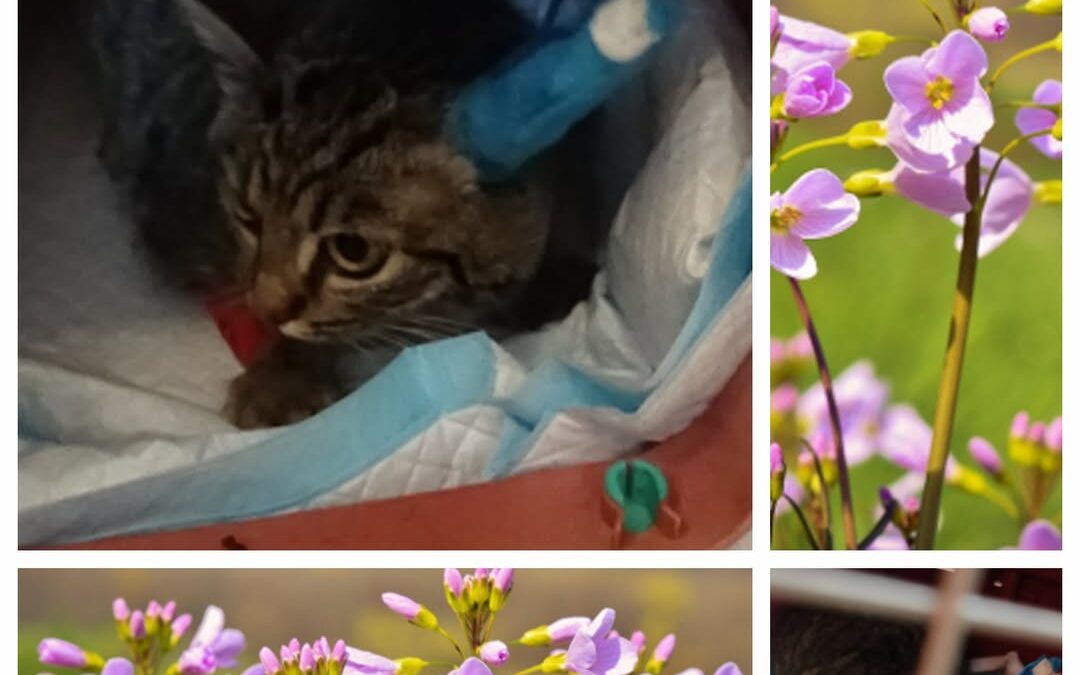 PROJEKT FELITI KASTRUJE – PŘÍBĚH č. 9957

A vracíme se podruhé za panem Jiřím, c…