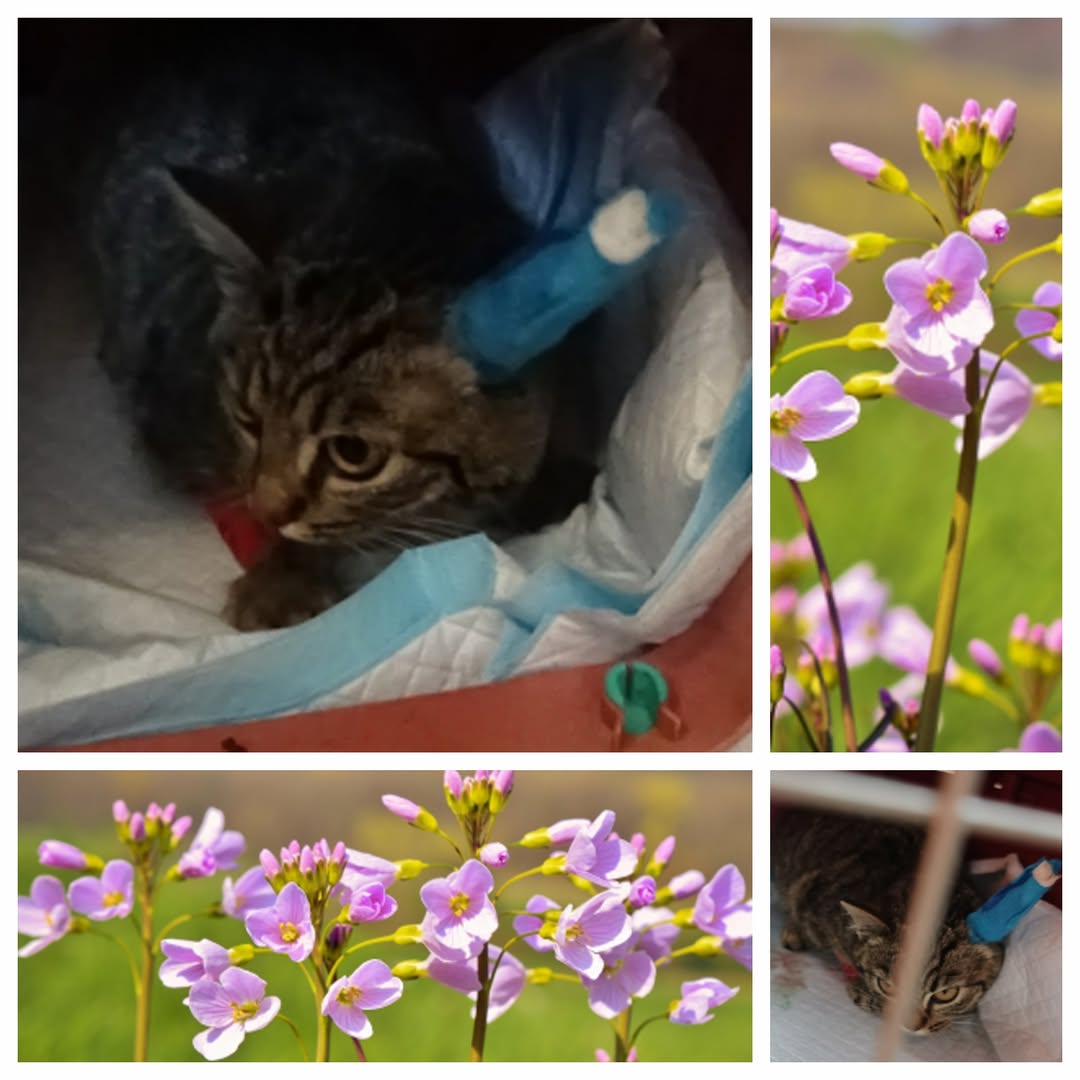 PROJEKT FELITI KASTRUJE – PŘÍBĚH č. 9957

A vracíme se podruhé za panem Jiřím, c...