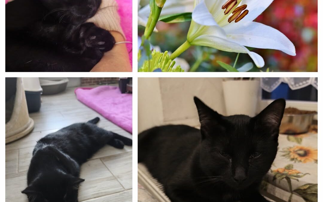 PROJEKT FELITI KASTRUJE – PŘÍBĚH č. 9958

Tentokrát se podíváme na Královéhradec…