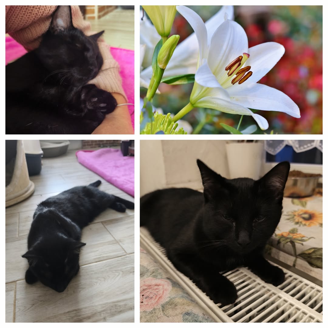 PROJEKT FELITI KASTRUJE – PŘÍBĚH č. 9958

Tentokrát se podíváme na Královéhradec...