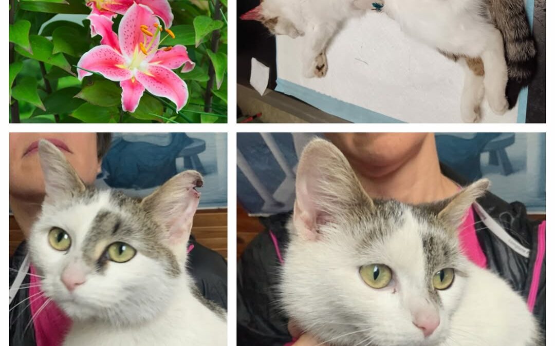 PROJEKT FELITI KASTRUJE – PŘÍBĚH č. 9959

Zde naše pomoc směřovala do Středočesk…