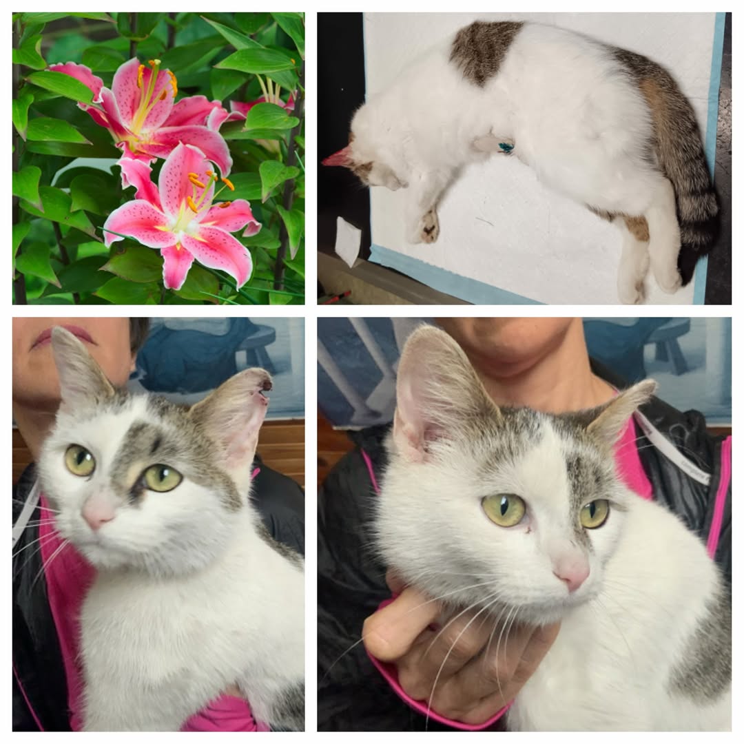 PROJEKT FELITI KASTRUJE – PŘÍBĚH č. 9959

Zde naše pomoc směřovala do Středočesk...