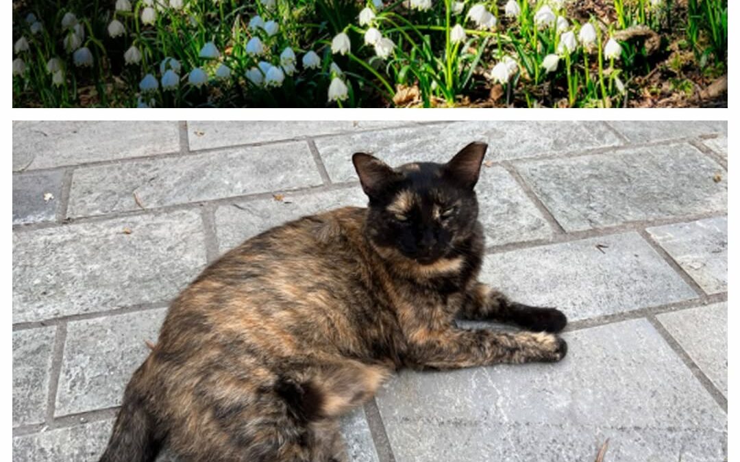 PROJEKT FELITI KASTRUJE – PŘÍBĚH č. 9960

Zde naše pomoc směřovala do Středočesk…