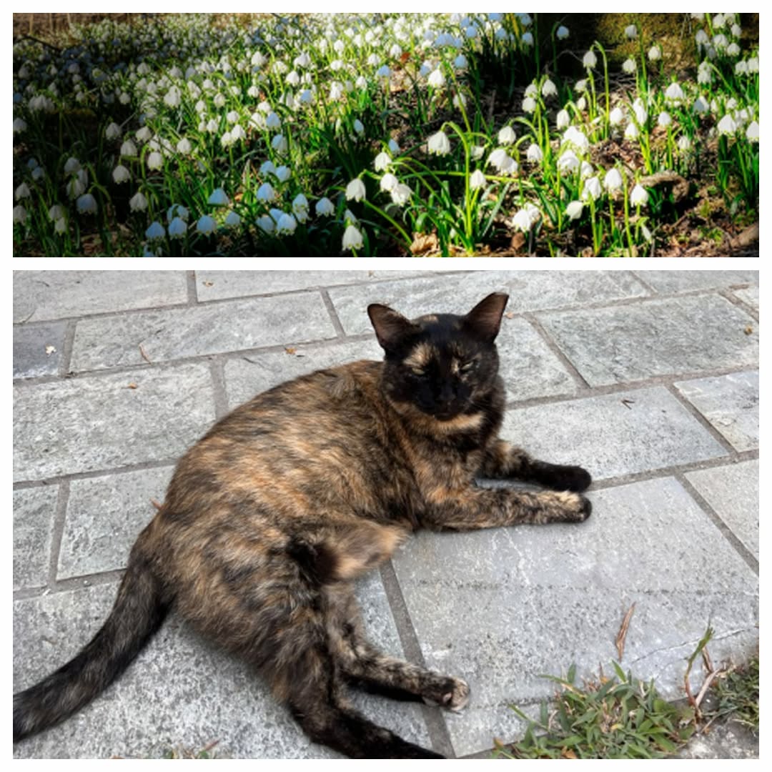 PROJEKT FELITI KASTRUJE – PŘÍBĚH č. 9960

Zde naše pomoc směřovala do Středočesk...