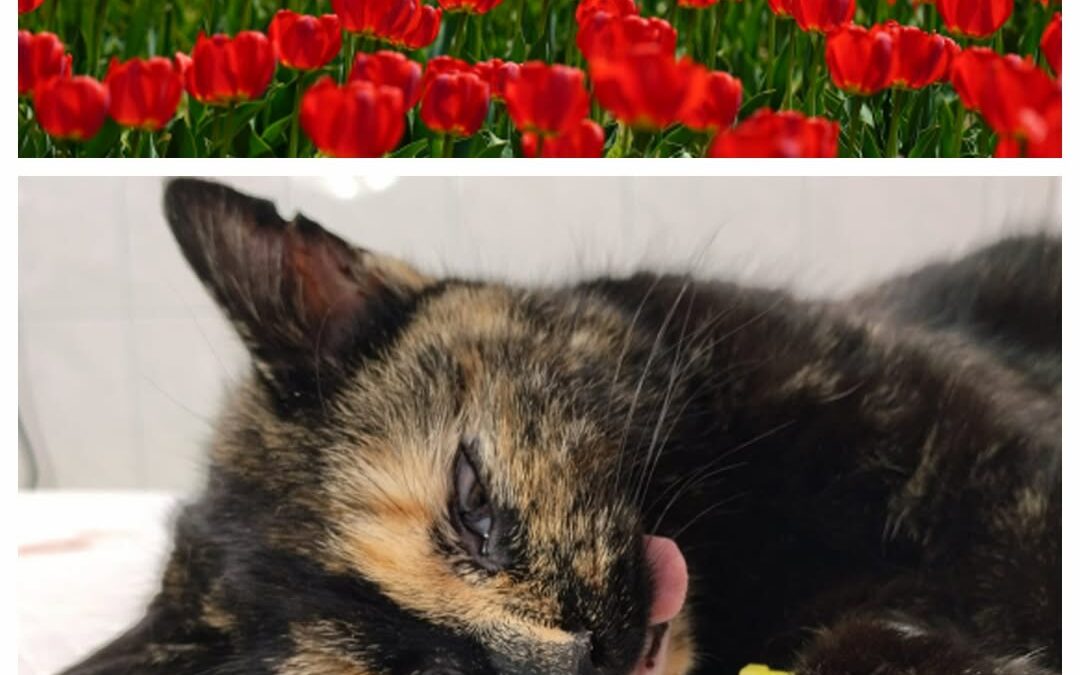 PROJEKT FELITI KASTRUJE – PŘÍBĚH č. 9961

Kočička Daisy se narodila toulavé koči…