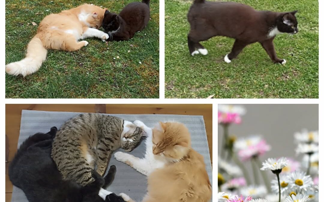 PROJEKT FELITI KASTRUJE – PŘÍBĚH č. 9962-9965

Jihočeský kraj přináší příběh pan…