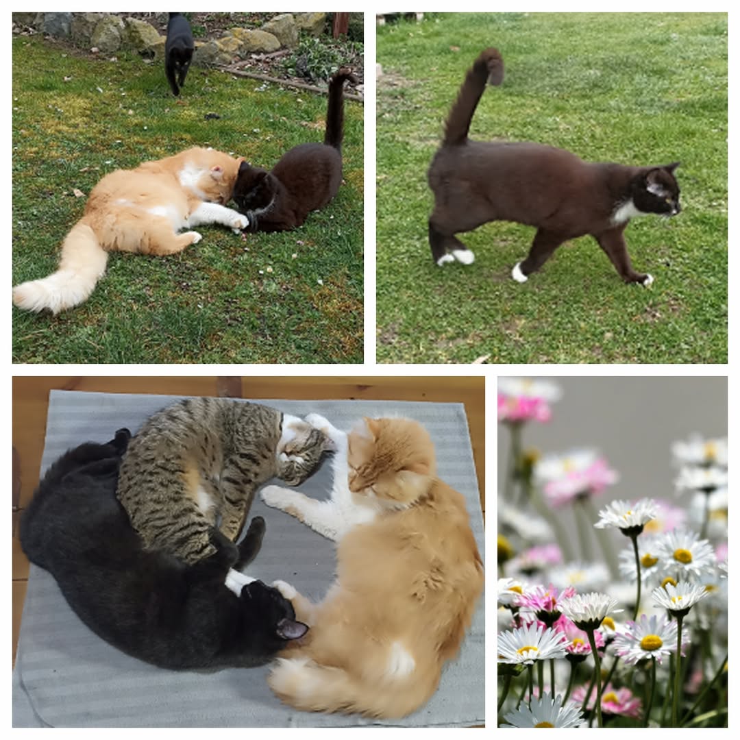 PROJEKT FELITI KASTRUJE – PŘÍBĚH č. 9962-9965

Jihočeský kraj přináší příběh pan...