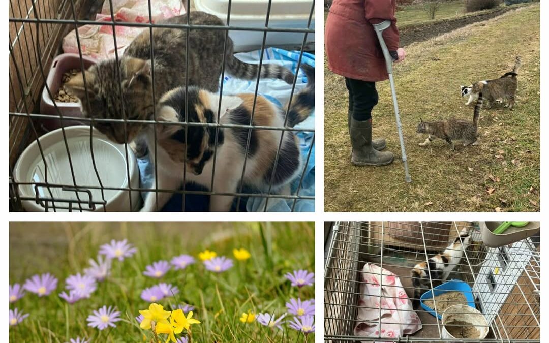 PROJEKT FELITI KASTRUJE – PŘÍBĚH č. 9966-9968

Tady se podíváme na Vysočinu za p…