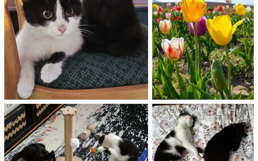 PROJEKT FELITI KASTRUJE – PŘÍBĚH č. 9969-9970

Z Olomoucka nám svůj příběh napsa…