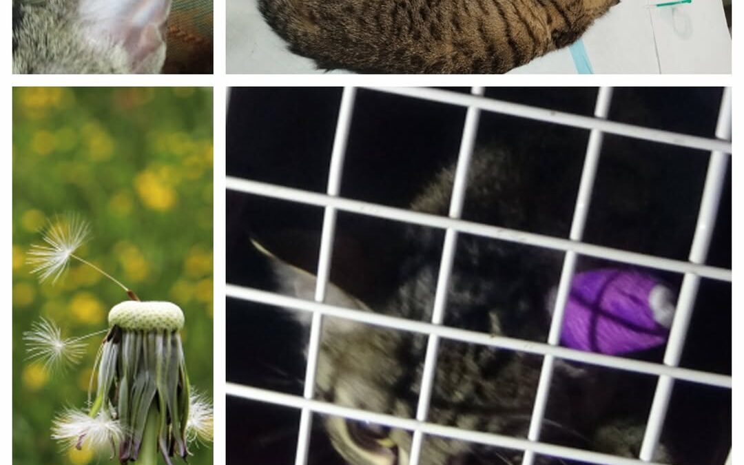 PROJEKT FELITI KASTRUJE – PŘÍBĚH č. 9971

Do Prahy za panem Jiřím jsme vrátili u…