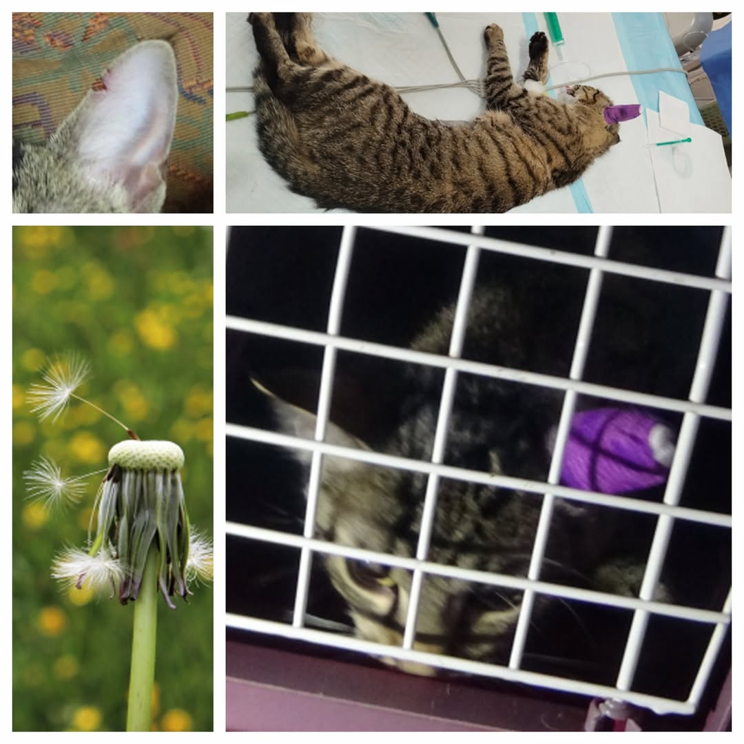 PROJEKT FELITI KASTRUJE – PŘÍBĚH č. 9971

Do Prahy za panem Jiřím jsme vrátili u...