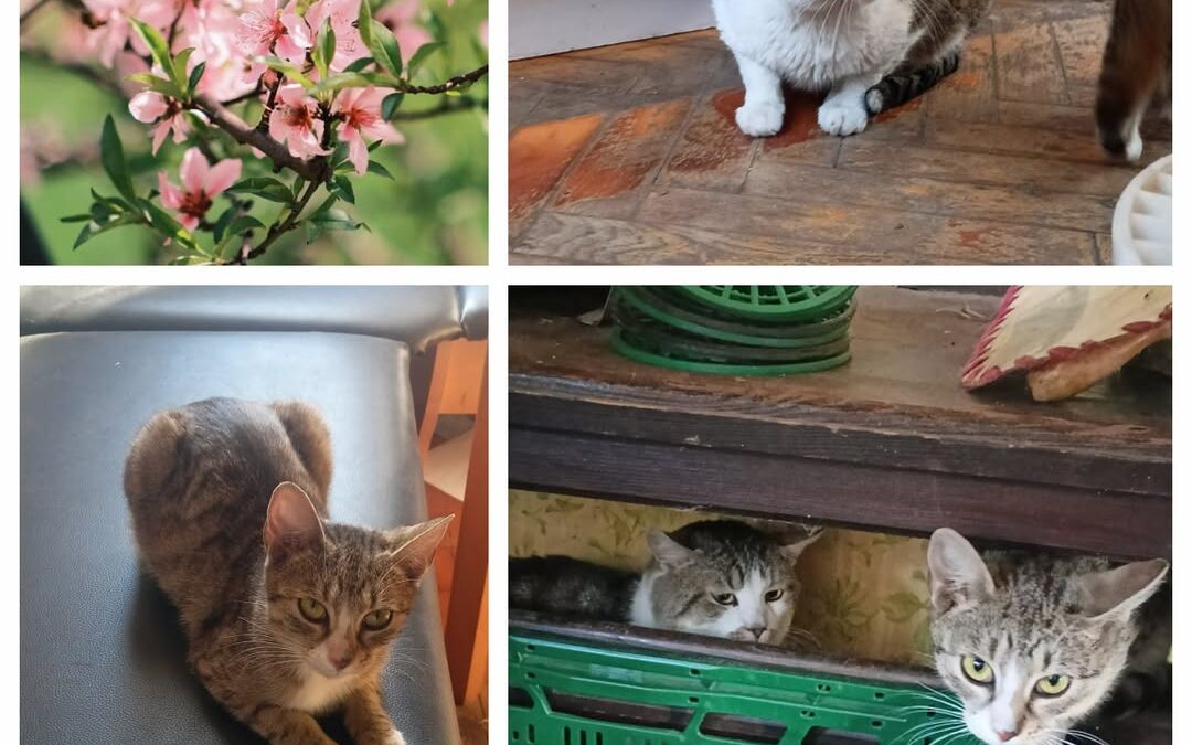 PROJEKT FELITI KASTRUJE – PŘÍBĚH č. 9972-9973

Na krmném místě se nejprve začal …