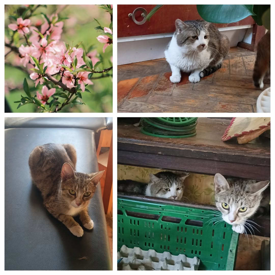 PROJEKT FELITI KASTRUJE – PŘÍBĚH č. 9972-9973

Na krmném místě se nejprve začal ...