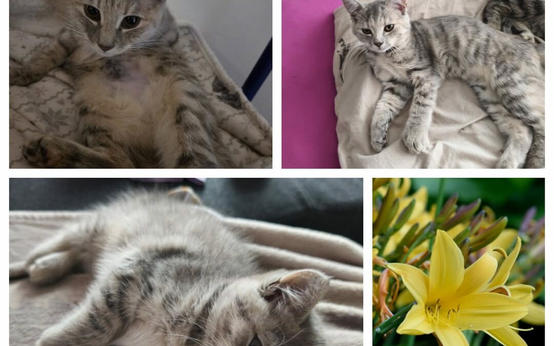 PROJEKT FELITI KASTRUJE – PŘÍBĚH č. 9974

Jihomoravský kraj nám píše další z pří…